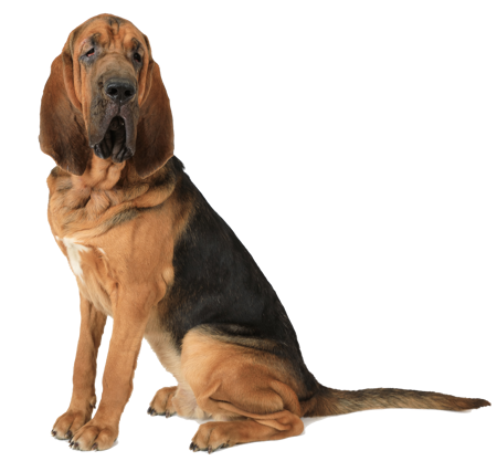 Slika za kategorijo Bloodhound - Pes sv. Huberta